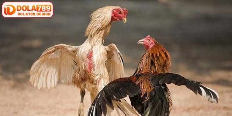 Cá cược trong các trận đấu kê chiến được yêu thích