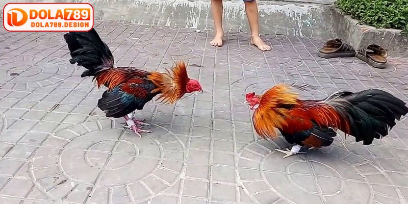 Chú ý thể trạng gà để đảm bảo chúng luôn chiến tốt nhất