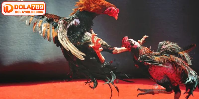 Cổng cược có đa dạng thể loại chọi gà dành cho bạn