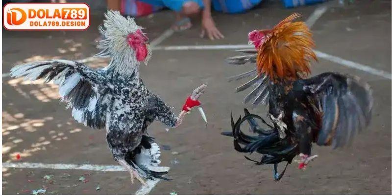 Đá gà Campuchia cựa dao quyết liệt