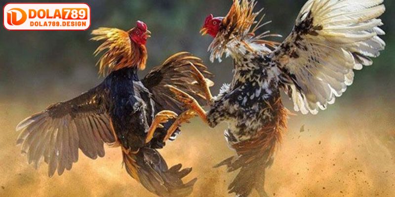Đá gà trực tuyến tại sân chơi chơi đỉnh cao