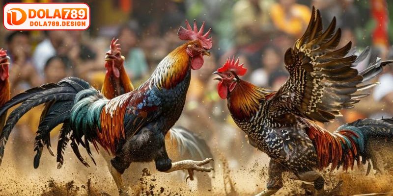 Hướng dẫn từng bước tham gia chọi gà