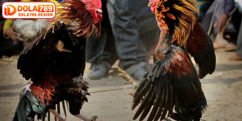Kinh nghiệm cá độ đá gà giúp đánh đâu thắng đó