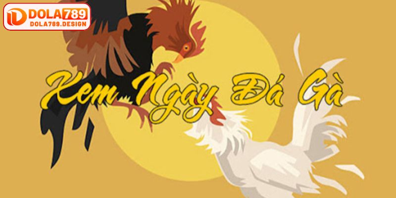 Lý do bạn cần xem ngày trước khi đá gà