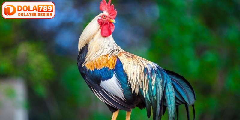 Màu mạng gà chọi đang được nhiều người quan tâm vì sự hiệu quả