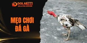 Mẹo chơi đá gà
