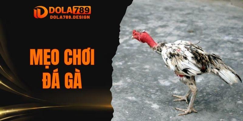 Mẹo chơi đá gà