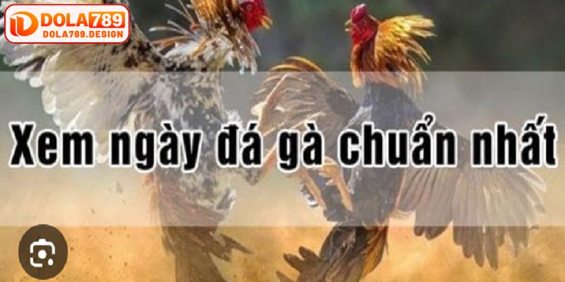 Những lưu ý khi chọn ngày đá gà thuận lợi nhất