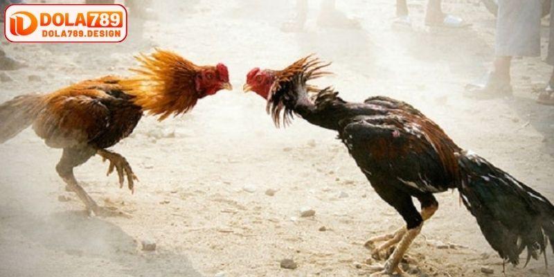 Sai lầm thường mắc phải trong mẹo chơi đá gà