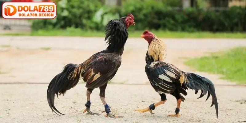 Sử dụng chiến thuật vốn có hiệu quả