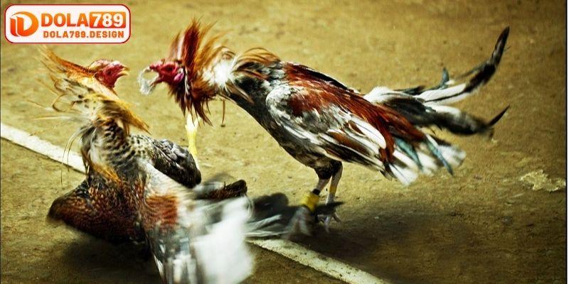 Sức hút khó chối từ của những trận kê chiến =