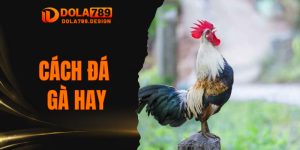 Cách Đá Gà Hay