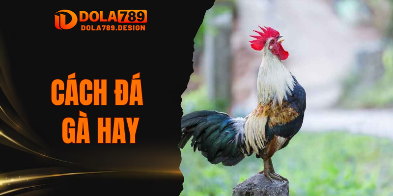 Cách Đá Gà Hay
