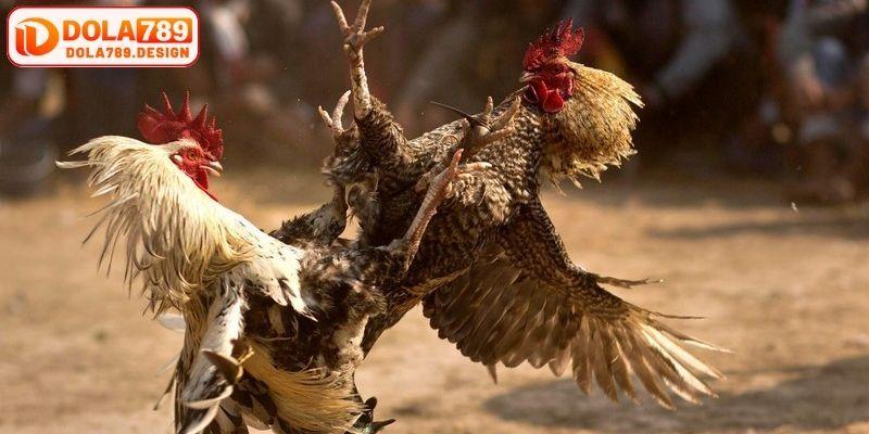 Cách nhận code game đá gà Dola789 đơn giản