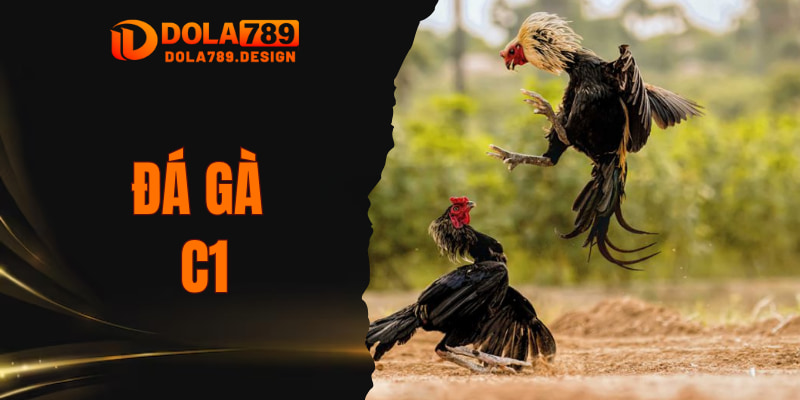 Đá Gà C1