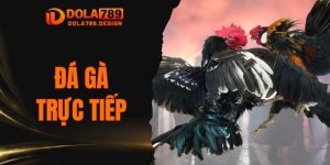 Đá Gà Trực Tiếp