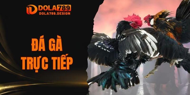 Đá Gà Trực Tiếp
