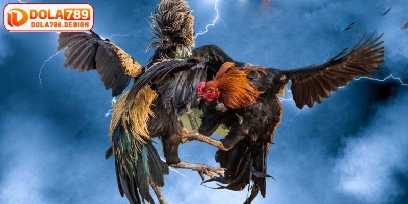 Giới thiệu sơ lược về đá gà trực tiếp Dola789