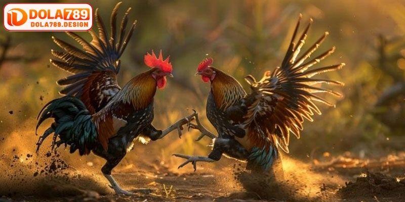 Kinh nghiệm đá gà trực tiếp chuẩn xác từ chuyên gia