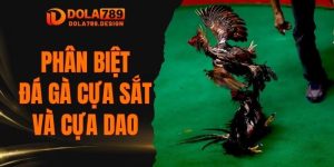 Phân Biệt Đá Gà Cựa Sắt Và Cựa Dao